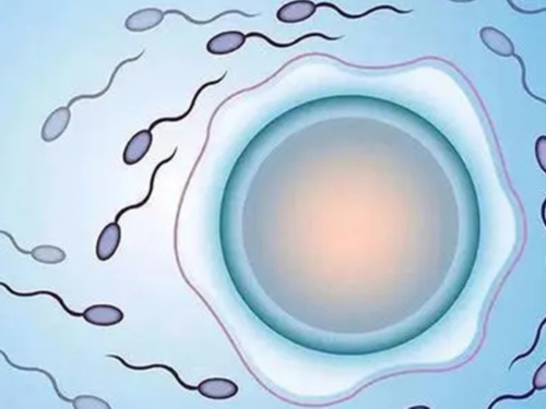 助孕咨询联系：试管婴儿促排卵期间22个注意事项，试管婴儿促排卵期间22个注意事项！