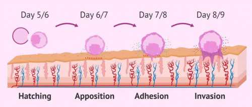 代孕供卵费用：怀孕初期能吃花甲吗