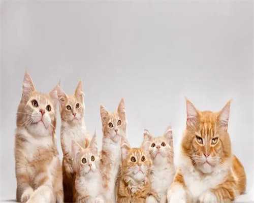 怀孕肚皮厚如何改善？痛经该如何缓解？